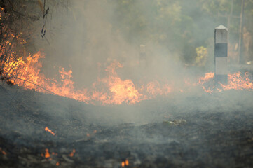 Burnt dry grass Roadside on a sunny summer day.