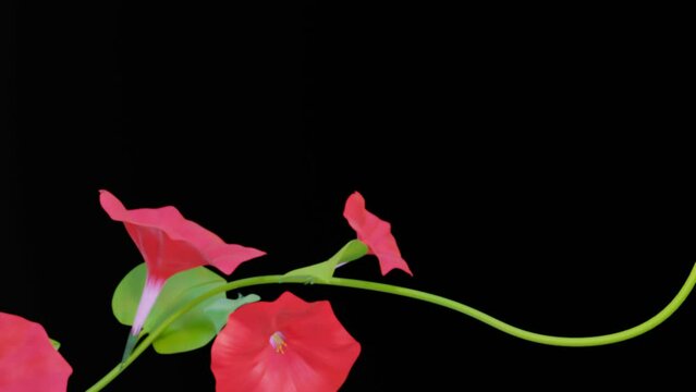 blooming pink flowers of morning gloria on a long weaving stalk. three-dimensional styling. 3d render