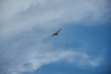 Obraz premium Amazing alpine landscape mountains of Mongolia, panorama of the mountain valley river, amazing views of the valley in summer. Hiking, wildlife, ice peak