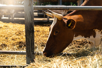 Cow on a dairy farm