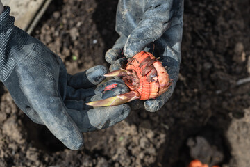 Obraz premium the hand plants bulbs of flowers in the soil. Hand holding a gladiolus bulb before planting in the ground
