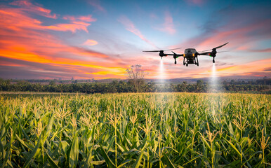 Agriculture drone flying about sweet corn fields to sprayed fertilizer is agricultural smart farm...