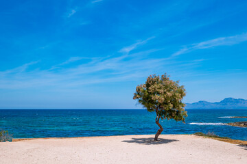 tree on the beach