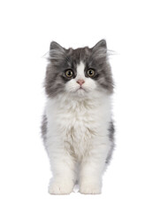 very cute blue with white Tailed Cymric aka Longhaired Manx cat kitten, standing facing front....