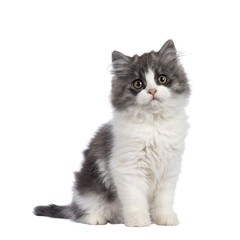 very cute blue with white Tailed Cymric aka Longhaired Manx cat kitten, sitting up side ways....