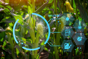 Smart farming with sweet corn seeding green leaf with infographics or Hologram corn agricultural...