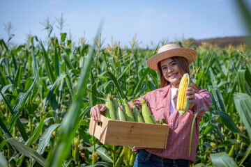 Naklejka na ściany i meble Happy asian woman farmer wearing a red shirt,hat and white gloves.she carrying corn basket agricultural in smart farm corn fielded before are exported to market is agricultural business concept.