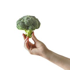 Woman hand holding whole raw green broccoli, isolated