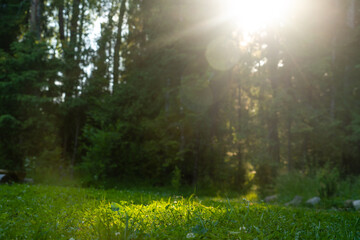 Obraz premium Sunlight in the forest