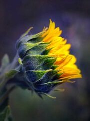 Sonnenblume