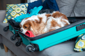 Portrait of bored lonely Cavalier King Charles spaniel dog lying in suitcase on sofa, waiting for...