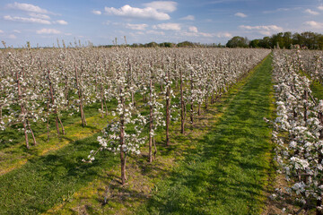 Fototapeta na wymiar Orchard. Apple tree blossom. Spring. Flower. Blossom. Noordoostpolder Netherlands.