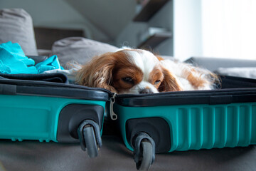 Portrait of sleepy Cavalier King Charles spaniel dog pet lying in suitcase waiting for owner, relaxing after travelling.