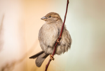 closeup of a House sparrow standing on a tree