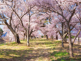 春の信州　高遠の桜風景