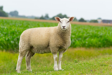 Isolated dike sheep is looking at you from its meadow on farm background