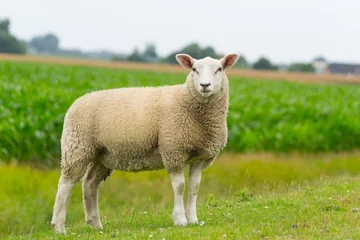Foto op Aluminium Close-up of a beautiful dike sheep on farm background © David Daniel