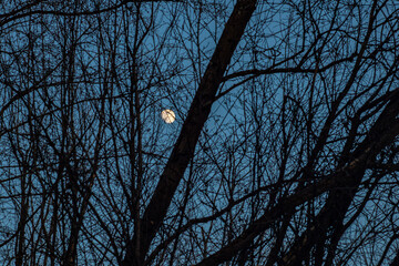The approaching full moon against the backdrop of bare trees.