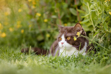 Britisch Kurzhaar, Katze auf Wiese mit gelben Blumen im sommerlichem Garten