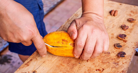 Half raw yellow Cocoa pods in hand.
