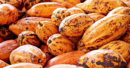 Half raw yellow Cocoa pods in hand.