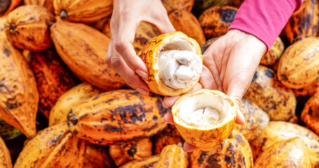 Half raw yellow Cocoa pods in hand.