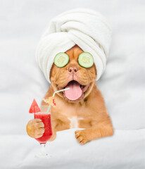 Funny Mastiff puppy with towel on it head and with a piece of cucumber on it eyes holds watermelon cocktail and relaxing on the bed at home. Top down view