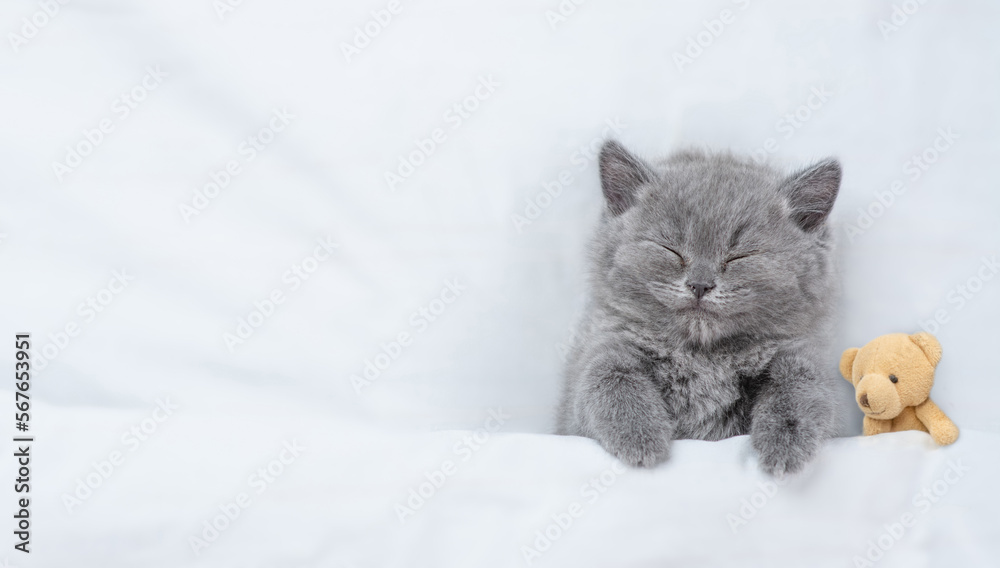 Poster cute kitten lying with favorite toy bear under white warm blanket on a bed at home.top down view. em
