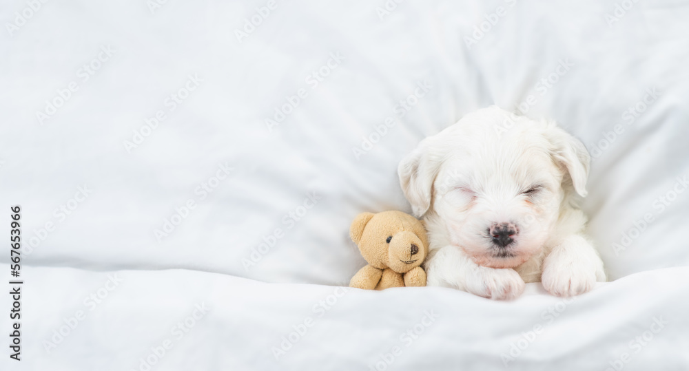 Poster tiny bichon frise puppy sleeps under white blanket on a bed at home with favorite toy bear. top down