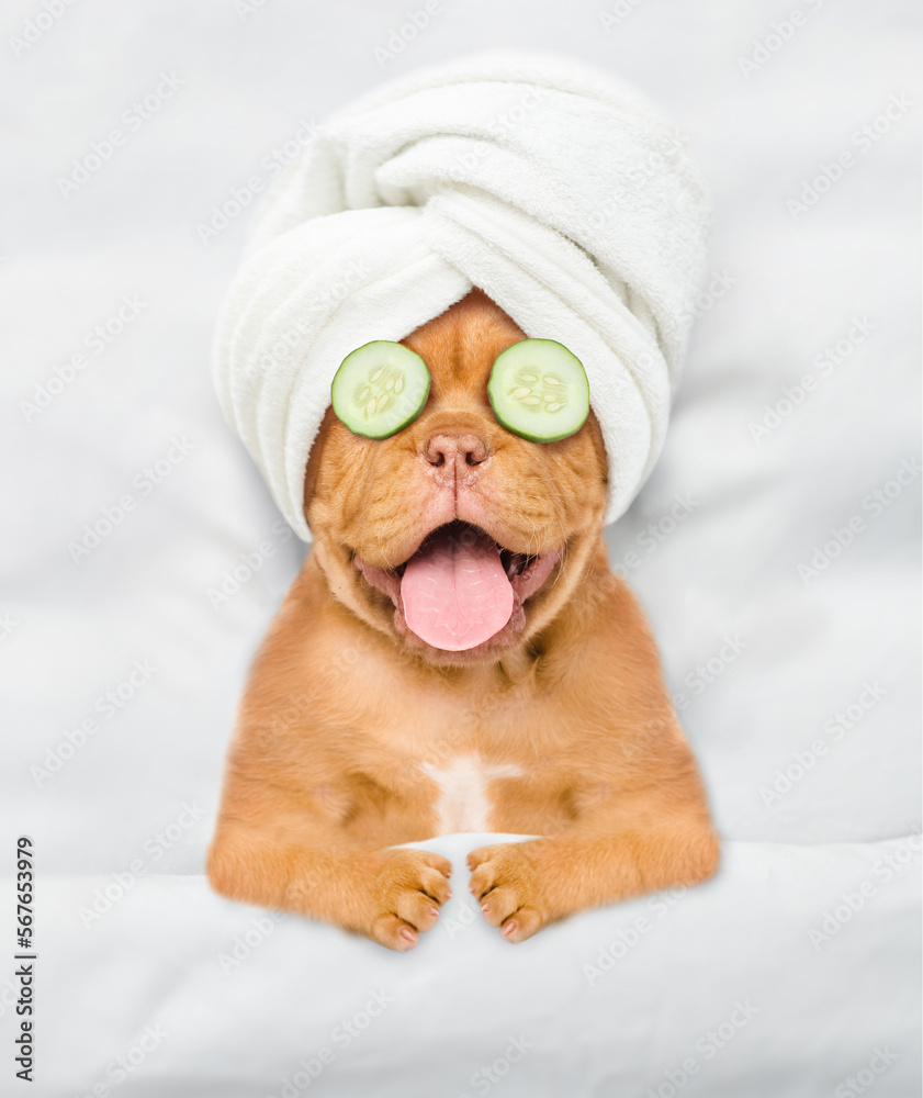 Fototapete Funny Mastiff puppy with towel on it head and with a piece of cucumber on it eyes relaxing on the bed at home. Top down view