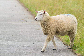 Young dike sheep in motion  
