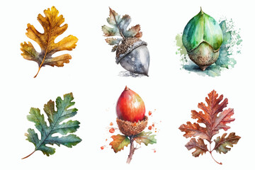 Watercolor illustration set of autumn acorn and leaves. Hand-drawn illustration isolated on white background in boho style. © Zaleman