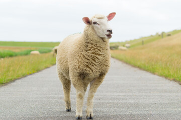 Happy sheep on the street at the dike