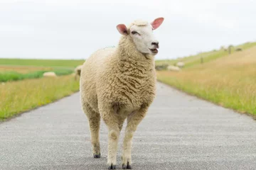 Foto op Plexiglas Happy sheep on the street at the dike © David Daniel