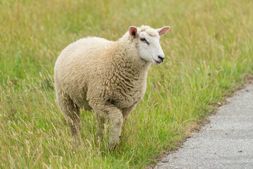 Young dike sheep in motion 