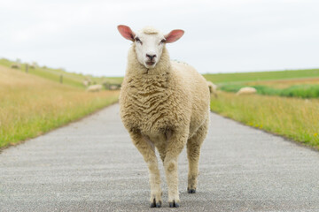 Close-up of a sheep on the street at the dike