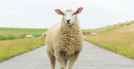 Wide close-up of a sheep on the street and dike background