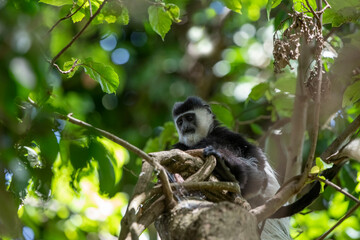 colobus monkey resting on tree in kenya national park