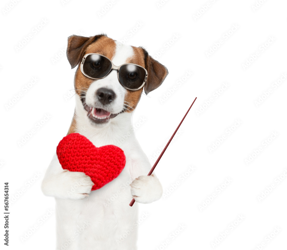 Poster jack russell terrier puppy wearing sunglasses holds red heart and points away on empty space. isolat