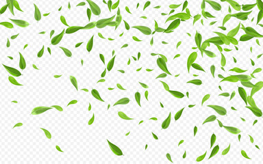 Forest Leaf Fly Vector Transparent Background