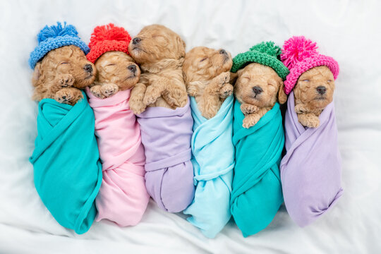 Tiny newborn toy poodle puppies wearing warm knitted hats and wrapped like a babies sleep on a bed at home. Top down view