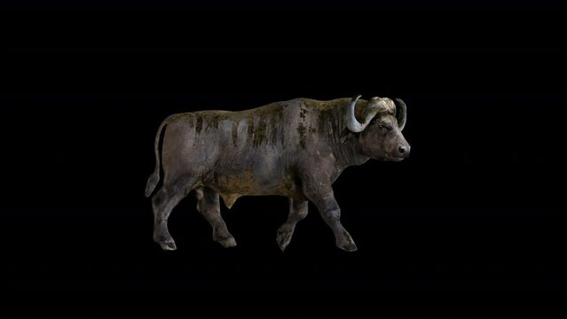 Buffalo Bison 3D Animation Transparent Alpha Video