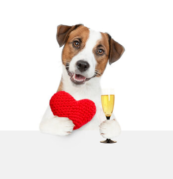 Jack Russel terrier puppy holds the red heart and glass of champagne above empty white banner. isolated on white background