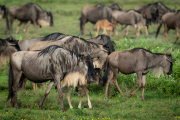 Fototapeta na wymiar Blue wildebeest or common wildebeest, white-bearded wildebeest or brindled gnu (Connochaetes taurinus) migrating. Ngorongoro Conservation Area (NCA). Tanzania