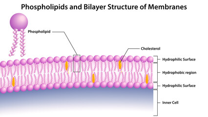 Phospholipids and Bilayer Structure of Membranes - Vector Medical Illustration