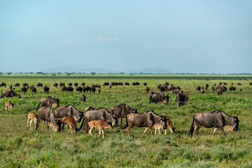 Naklejka na ściany i meble Blue wildebeest or common wildebeest, white-bearded wildebeest or brindled gnu (Connochaetes taurinus) migrating. Ngorongoro Conservation Area (NCA). Tanzania