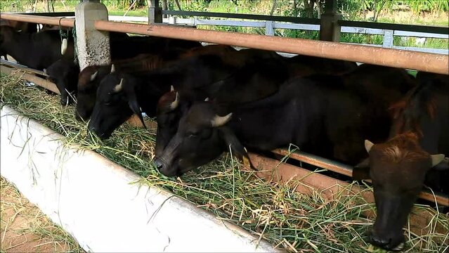 Footage of Gang of Murrah Buffaloes Enjoy Eating Grass in a Dairy Farm