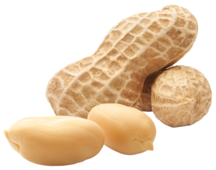 Group of peeled and unpeeled peanuts