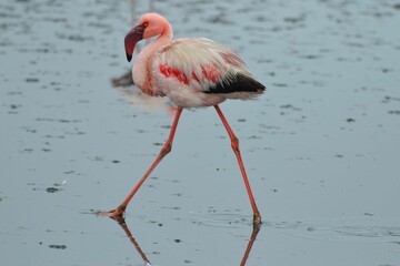 Portrait of a walking lesser flamingo, Walvis Bay