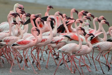 Group of flying lessser flamingos, Walvis Bay